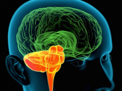 Drawing of human head in blue, brain in green, brainstem in orange and yellow
