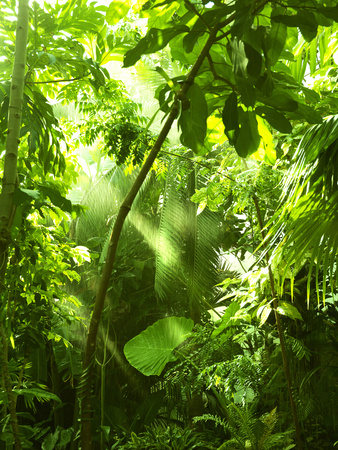 Tropical Forest, Trees In Sunlight And Rain
