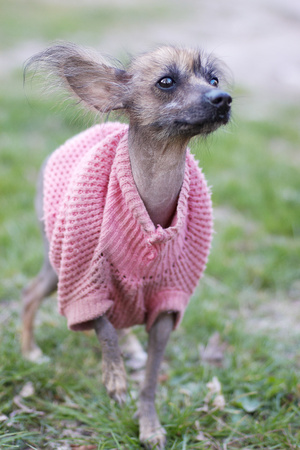 Mexican Naked Dog (Xoloitzcuintle) In Funny Dog Clothes