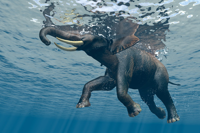 An Elephant Swims Through The Water