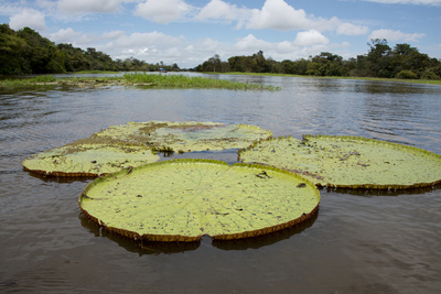 Giant Amazon Lily Pads, Valeria River, Boca Da Valeria, Amazon, Brazil