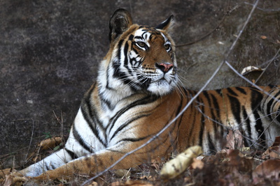 Bengal Tiger, Panthera Tigris Tigris, Bandhavgarh National Park, Madhya Pradesh, India