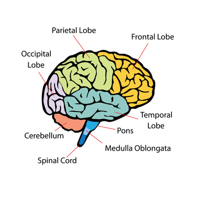side view of the brain with the different structures of the cortex, cerebellum and brainstem labeled