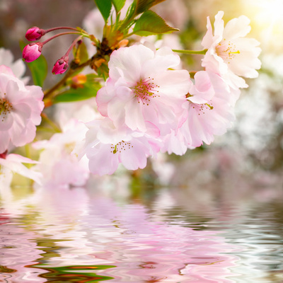 Cherry Blossoms with Reflection on Water