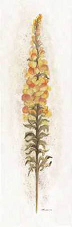 Snap Dragon