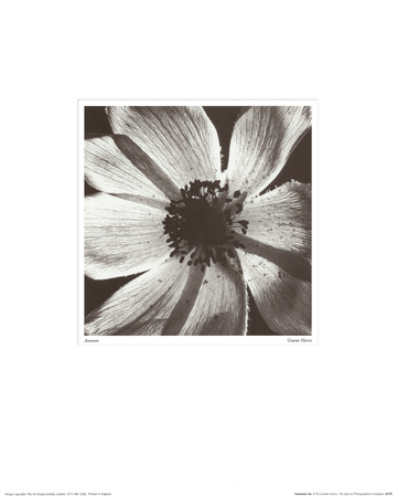 Buy Anemone I at AllPosters.com