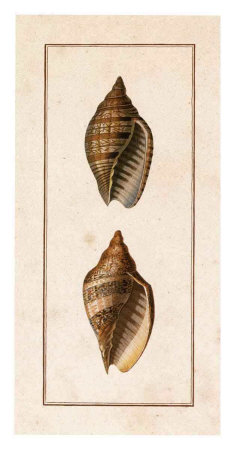 Conchology, Voluta II