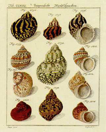 Conchylien Cabinet IV