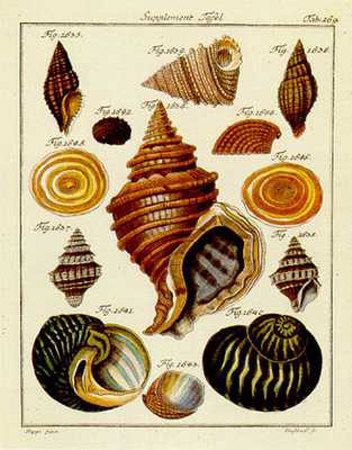 Conchylien Cabinet III