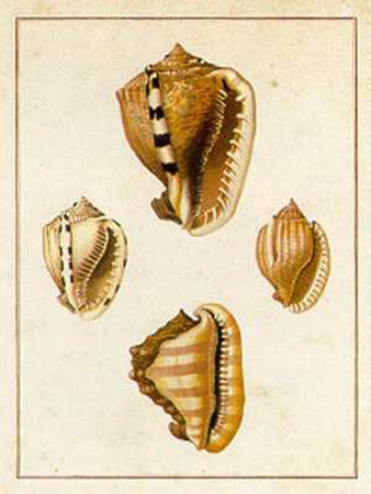 Conchology  Cassis