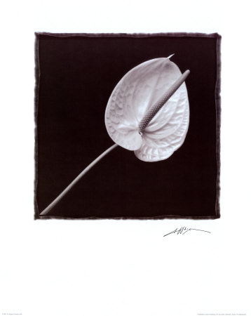 Buy Flower at AllPosters.com