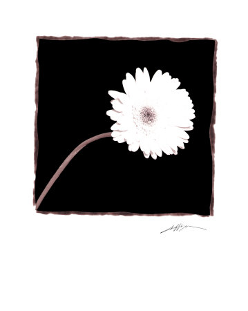 Zinnia