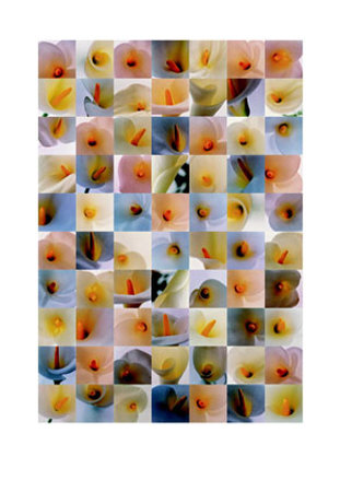 Lilies