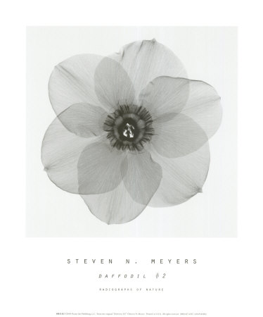 Buy Daffodil II at AllPosters.com