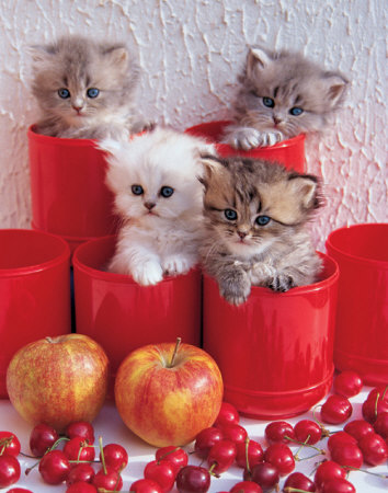 Cherry Cats