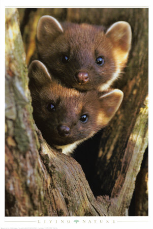 Buy Pine Martens at AllPosters.com
