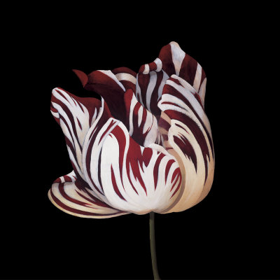 Parrot Tulip Study in Red