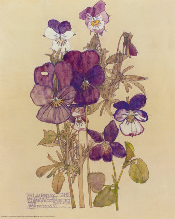 Wild Pansy
