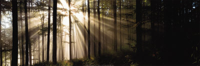 Sunlight Streaming Through Forest