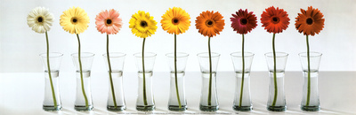 Gerbera Spectrum
