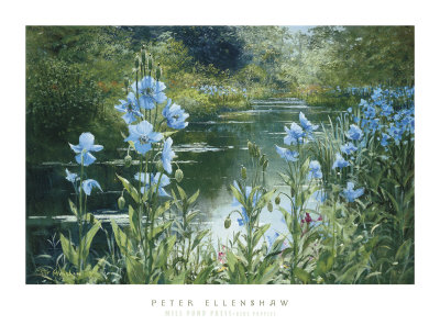Blue Poppies