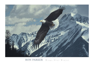 Wings over Winter