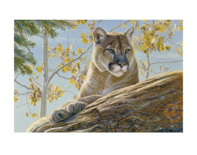 Front Range Cougar