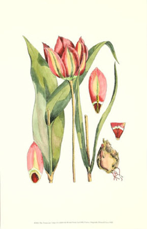 The Tenacious Tulip I