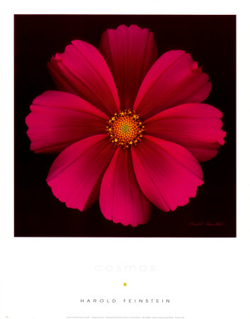 Buy Cosmos at AllPosters.com