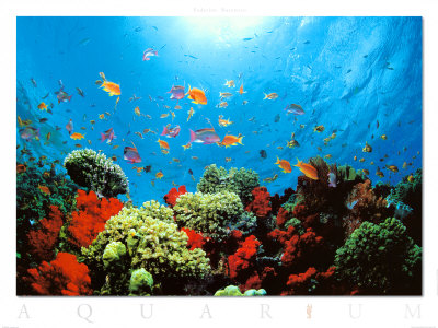 Aquarium