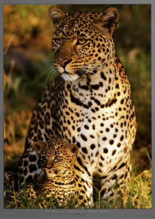Buy Leopard with Infant at Masai-Mara, Kenya at AllPosters.com