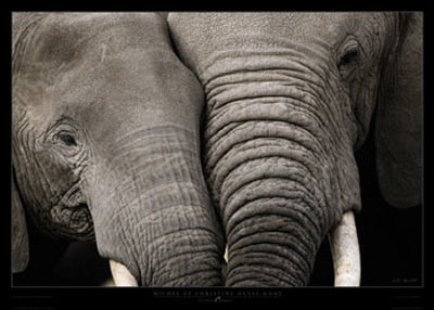 Calin d'Elephants