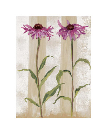 Rudbeckia