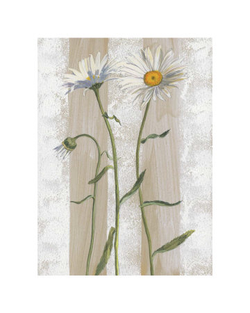 Daisies