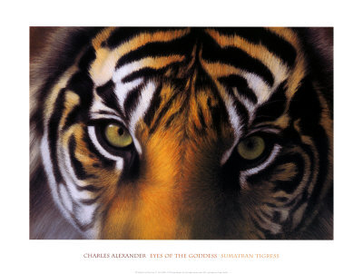 Eyes of the Goddess: Sumatran Tigress
