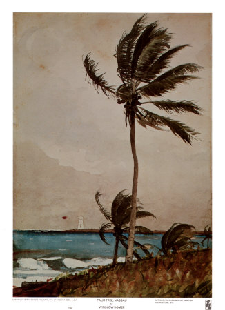 Buy Palm Tree, Nassau at AllPosters.com