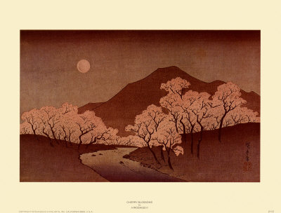 Cherry Blossoms