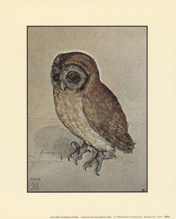 Buy Little Owl at AllPosters.com