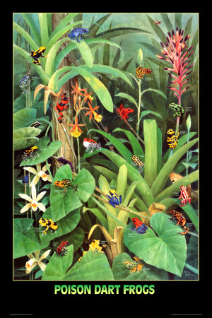 Poison Dart Frogs