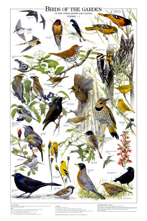Birds of the Garden Summer