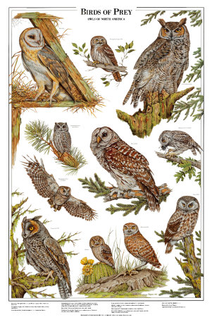 Owls A - Birds of Prey