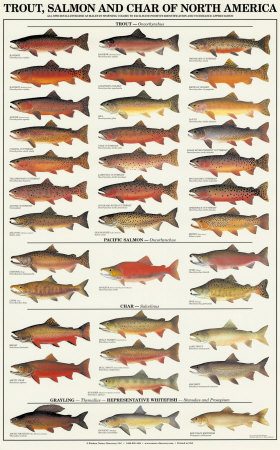Trout, Salmon & Char of North America I