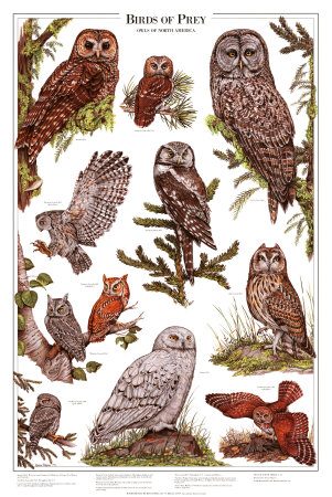 Owls B - Birds of Prey
