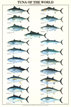 Tuna of the World