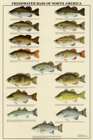 Freshwater Bass of North America
