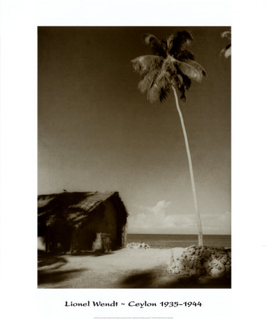 Buy Ceylon, Palm Tree at AllPosters.com