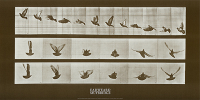 Buy Bird at AllPosters.com