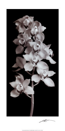 Buy Orchid at AllPosters.com
