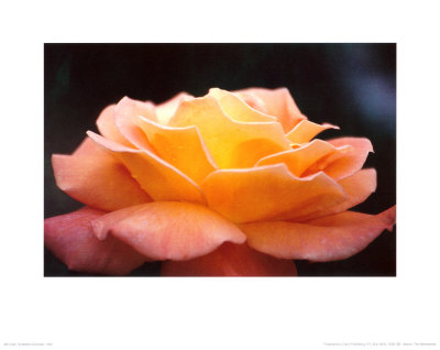 Buy Untitled at AllPosters.com