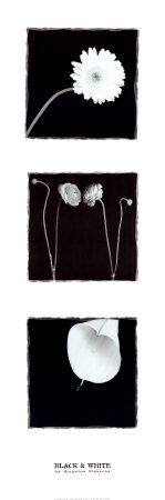 Buy Black and White at AllPosters.com